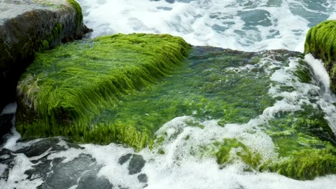 Seaweeds Between the Waves Stock-Footage 332989296