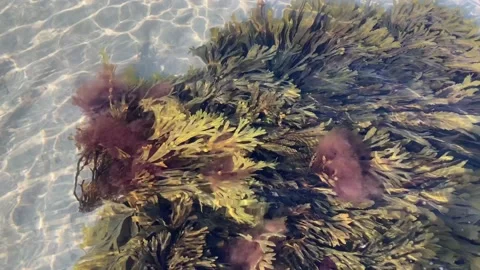 Seaweeds floating underwater Stock Footage 157923953