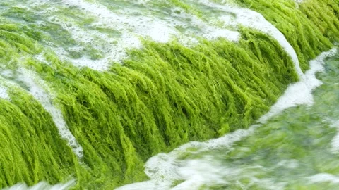 Seaweeds 스톡 동영상 332998882
