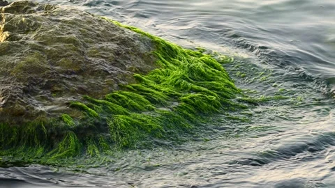 Seaweeds 스톡 동영상 333200306