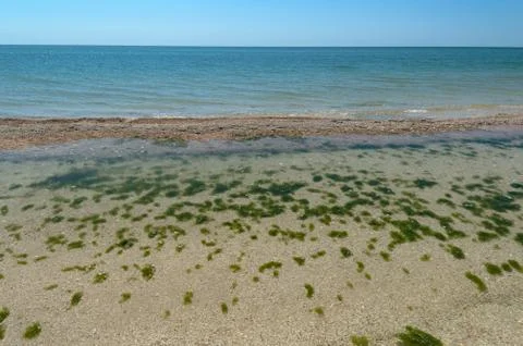 Seaweeds Stock Photos