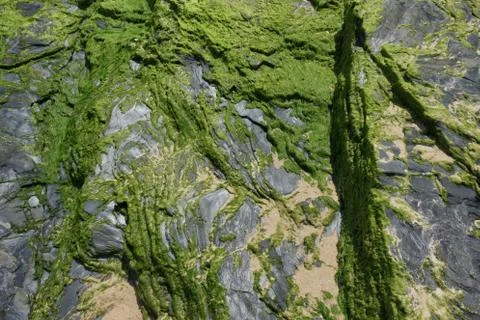 Seaweeds Stock Photos