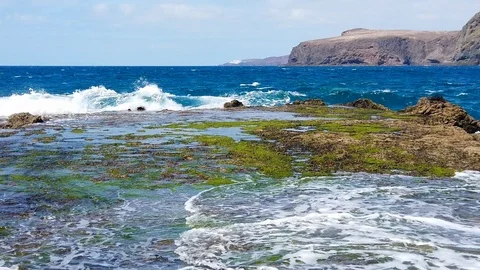 Seaweeds on the rocks Stock Footage 108253393