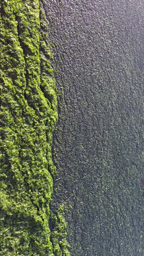 Seaweeds on the Seashore. Stock Footage 252492526