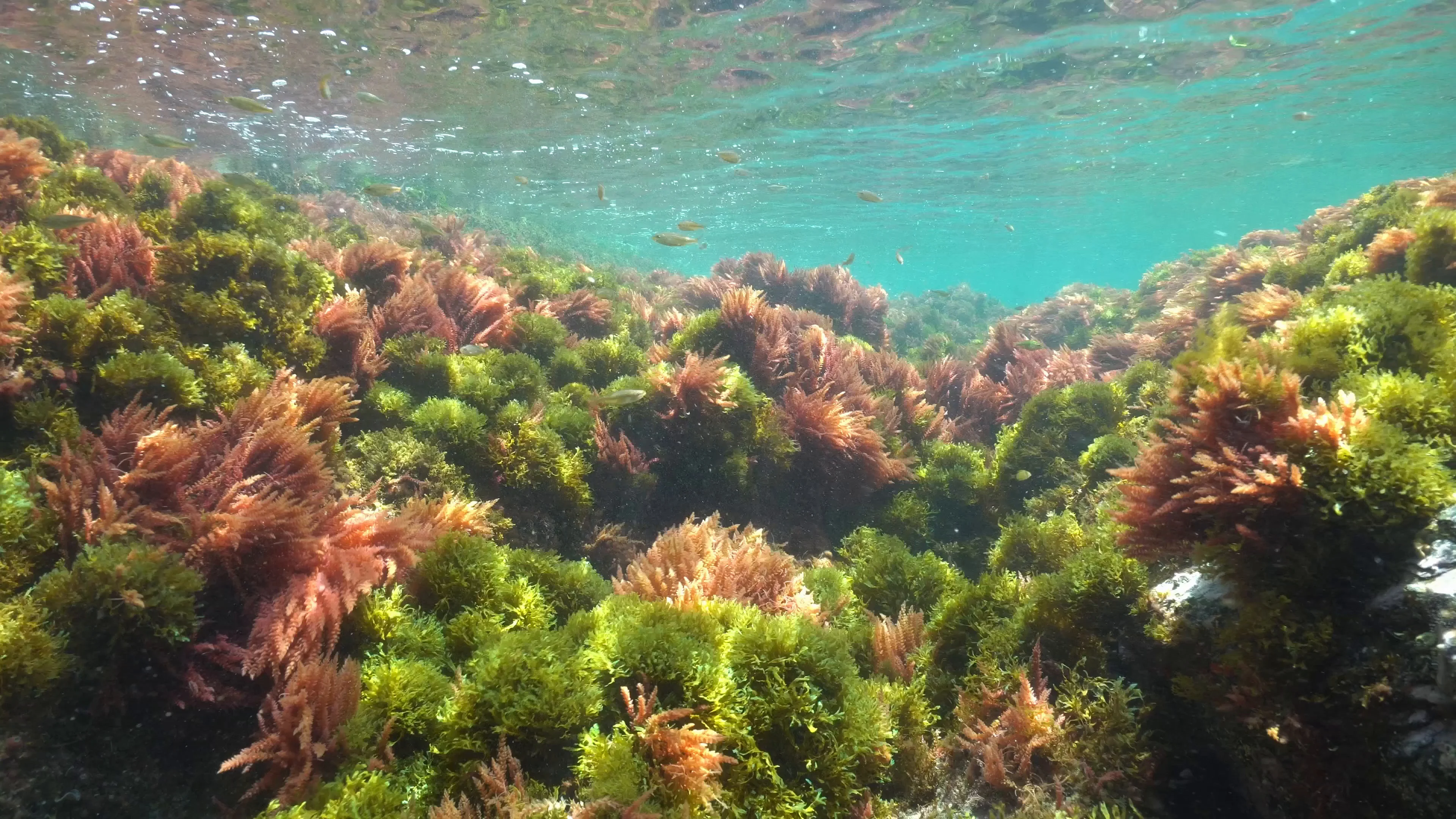 Underwater seaweeds in Mediterranean sea, Stock Video