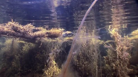 Seaweeds sunlight underwater seabed of White Sea Russia. Stock Footage