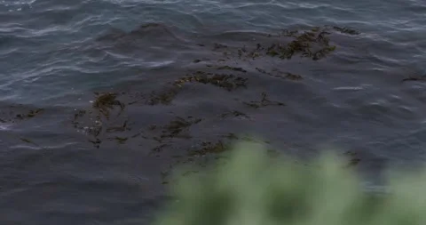 Seaweeds On Surface, Close Up Video stock 330054170