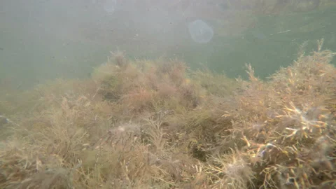 Seaweeds thicket Stock Footage 130430689