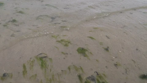 SeaweedWaves 스톡 동영상 197065833