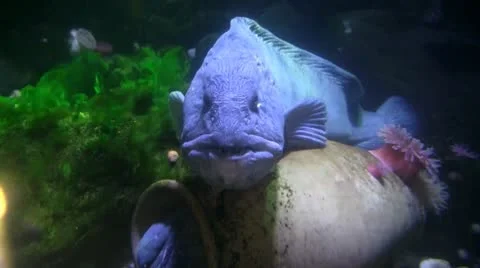 Seawolf Stock Footage 10696179