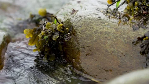 Seawood on Rock Stock Footage 129324215