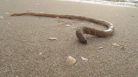 Seaworm 库存影片 24230487