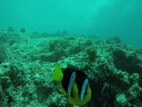 Sebae Clownfish Swimming Close to Camera, Maldives Stock-Footage 81034754