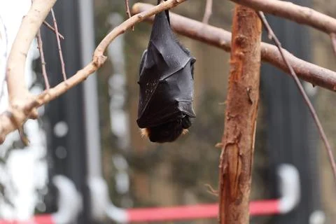 Seba's short-tailed bat hanging from a branch. Fotos de archivo