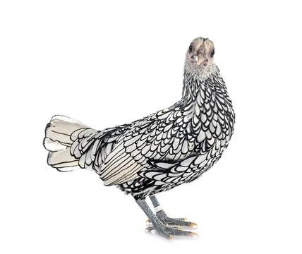 Sebright chicken in studio Foto stock