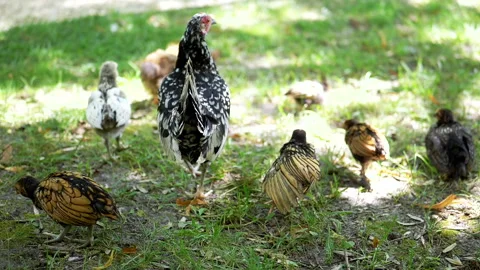 Sebright Chickens Foraging Video stock 293178481