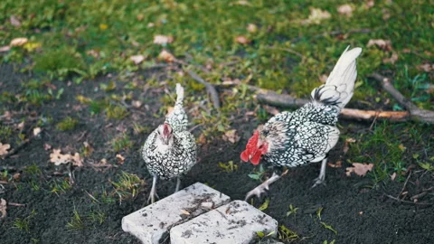 Sebright Chickens Foraging Stock Footage 293234299