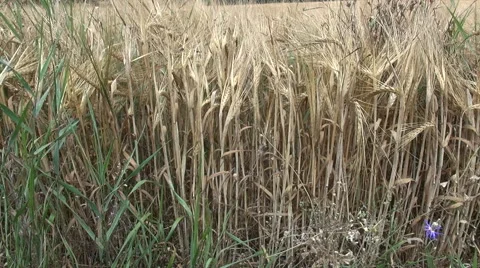 Secale cereale Rye maturing in the summer sun in sweden Stock Footage 40604500