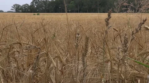 Secale cereale Rye maturing in the summer sun in sweden Stock Footage 40604501