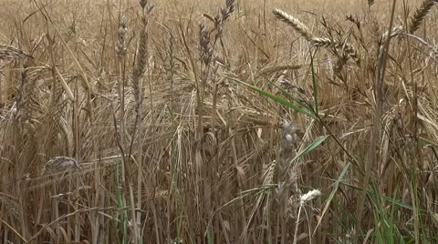 Secale cereale Rye maturing in the summer sun in sweden Stock Footage 40604505