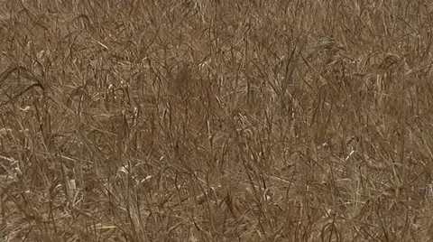 Secale cereale Rye maturing in the summer sun in sweden Vidéo 40604522