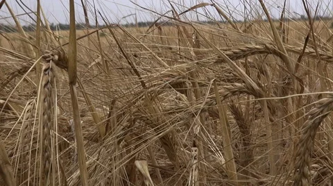 Secale cereale Rye maturing in the summer sun in sweden Stock Footage 40604530