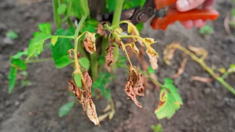 Secateurs cut tomato branches affected by phytophthora. Caring for plants in the Stock Footage 209587005