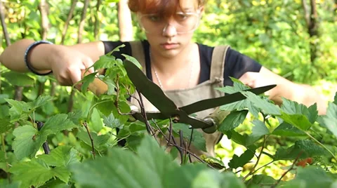 Secateurs 動画素材 28988054