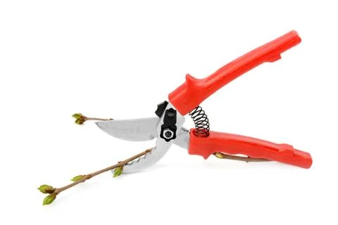 Secateurs isolated on white background Stock-Fotos
