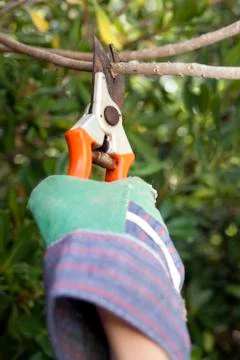 Secateurs Stock Photos