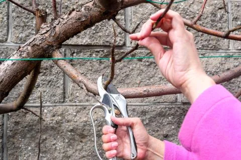 Secateurs at work. Cut apple tree branches in the garden Stock Photos