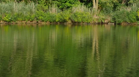 Secaucus Duck Pond 動画素材 41751042