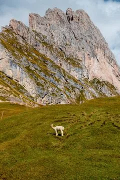 Seceda mountain range in the Dolomites with a lone alpaca grazing on a gree.. Stock Photos