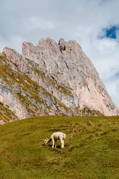 Seceda mountain range in the Dolomites with a lone alpaca grazing on a gras.. Stock Photos