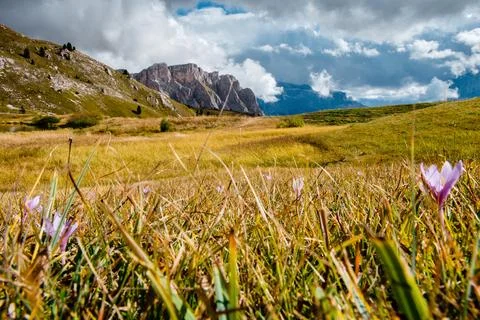 Seceda mountain range in the Dolomites with a meadow of wildflowers and dra.. Stock Photos