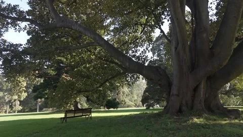 Secluded Bench Under Large Tree With Shade In A Park On A Sunny Day Stock Footage 274612613