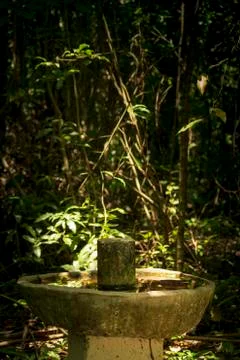 Secluded bird bath in abandoned garden Stock Photos