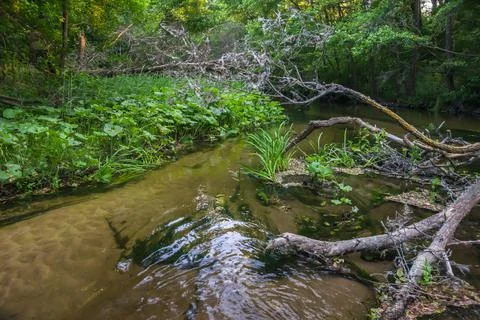 A secluded corner of a forest river Stock Photos
