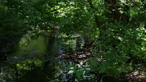 Secluded creek in the forest with dynamic light Video stock 77102384