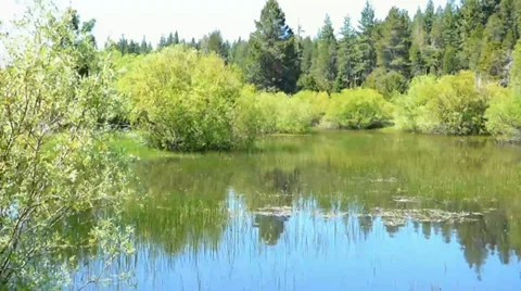 Secluded Deep Forest Pond Video stock 39386499