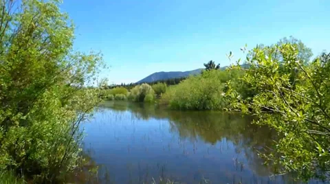 Secluded Forest Pond Video stock 39386875