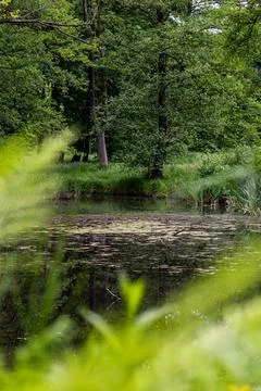 Secluded forest pond surrounded by lush green vegetation seen from behind leaves Фото
