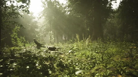 Secluded forest with radiant beam piercing through lush greenery Stock Footage 339628528
