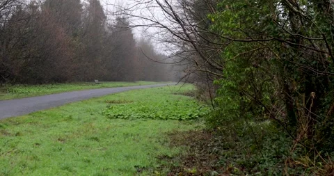 Secluded forest road with park bench in a lush Irish woodland Vídeos de archivo 328272166