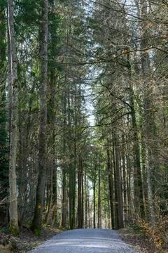 Secluded Forest Trail Stock Photos