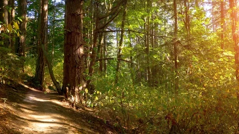 Secluded Green Forest Park Path, Sun in Woods Nature Trees Landscape Background Stock Footage 89516374
