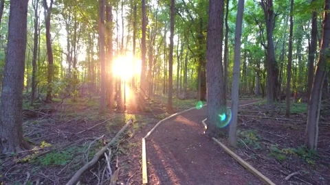 Secluded Green Forest Path With Sun Light Peering Through Stock Footage 172559867