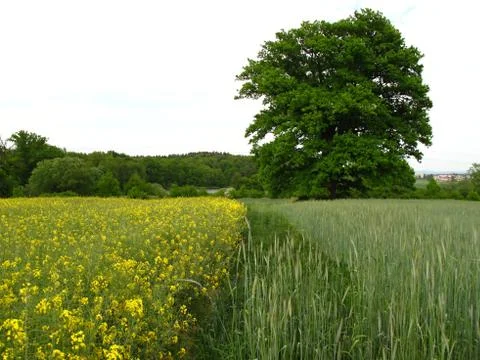 Secluded green oak tree in rape field Stock Photos
