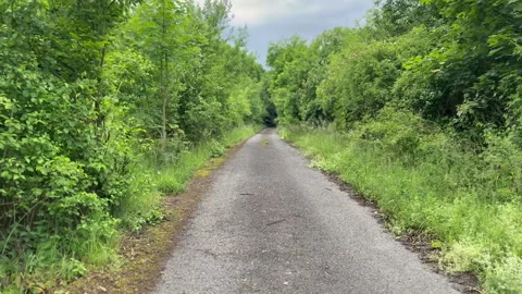 Secluded Paved Path Through Lush Summer Woodland Stock Footage 310850101