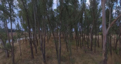 Secluded pond amongst the african bush (D-Log) Stock Footage 92276053